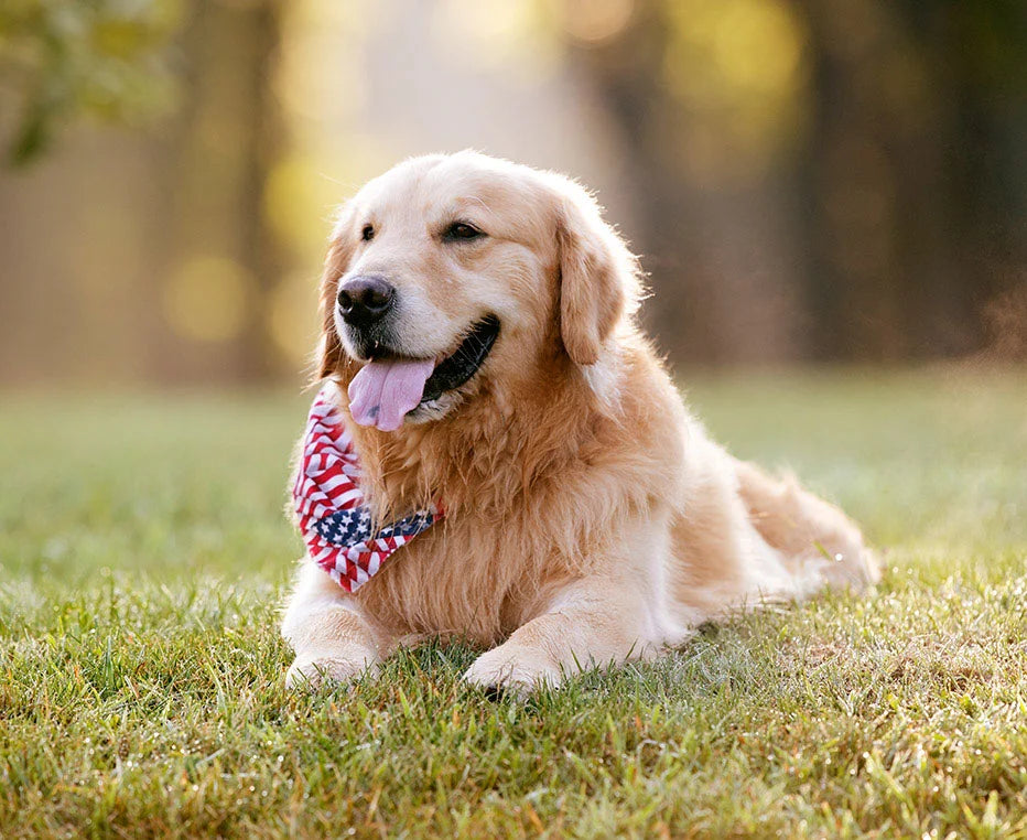 Help Fight Pet Cancer